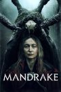 Mandragóra (Mandrake)